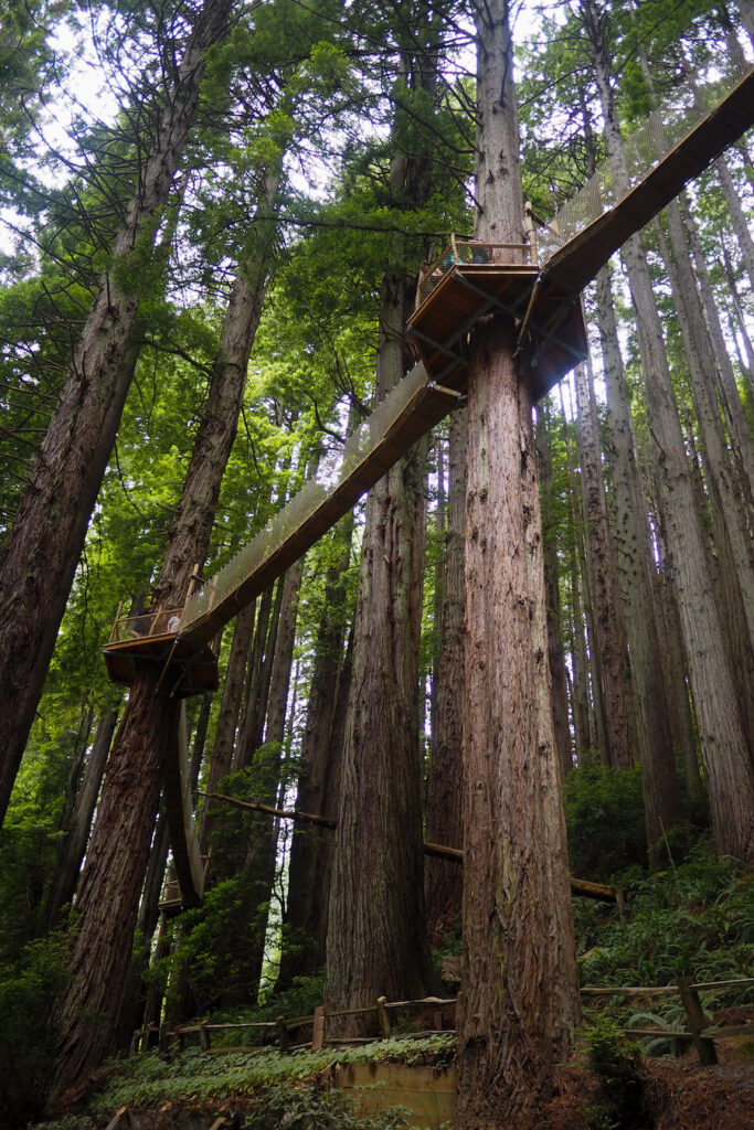 the canopy trail in Mystery of Trees