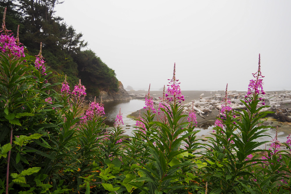 wildflowers framing a view of the moody coast in the redwoods on yurok loop trail