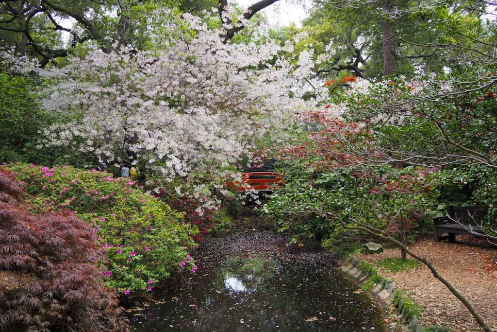 Blooming "Beni Hoshi" and "Akebono" cherry blossoms in Descanso (April)