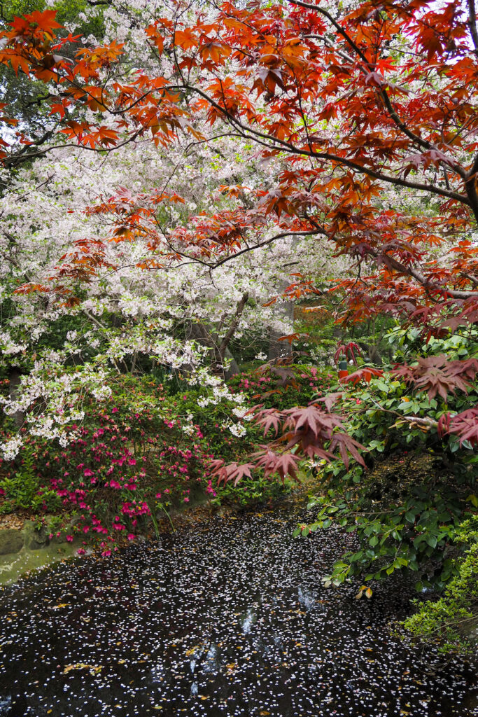 petals in a river surrounded by Blooming "Beni Hoshi" and "Akebono" cherry blossoms in Descanso (April)