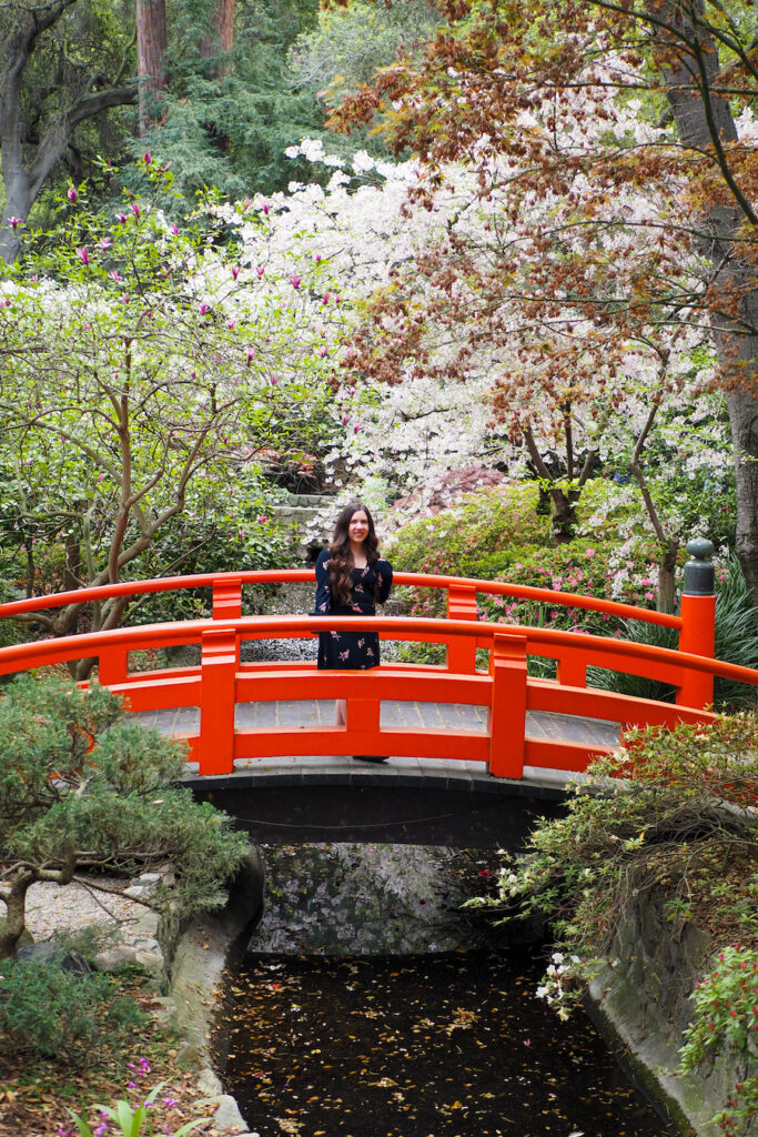 woman standing on a red bridge surrounded by Blooming "Beni Hoshi" and "Akebono" cherry blossoms in Descanso Gardens (April)