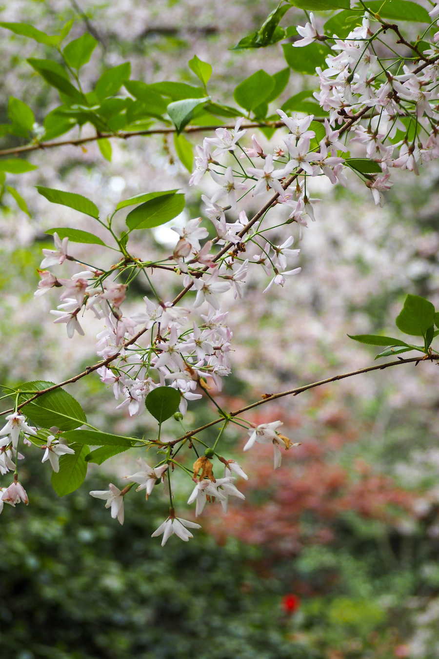 close up of the "Beni Hoshi" cherry blossom tree in the Japanese Garden at Descanso (April)