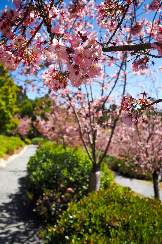 close up of cherry blossoms on trees in the San Diego Japanese friendship garden