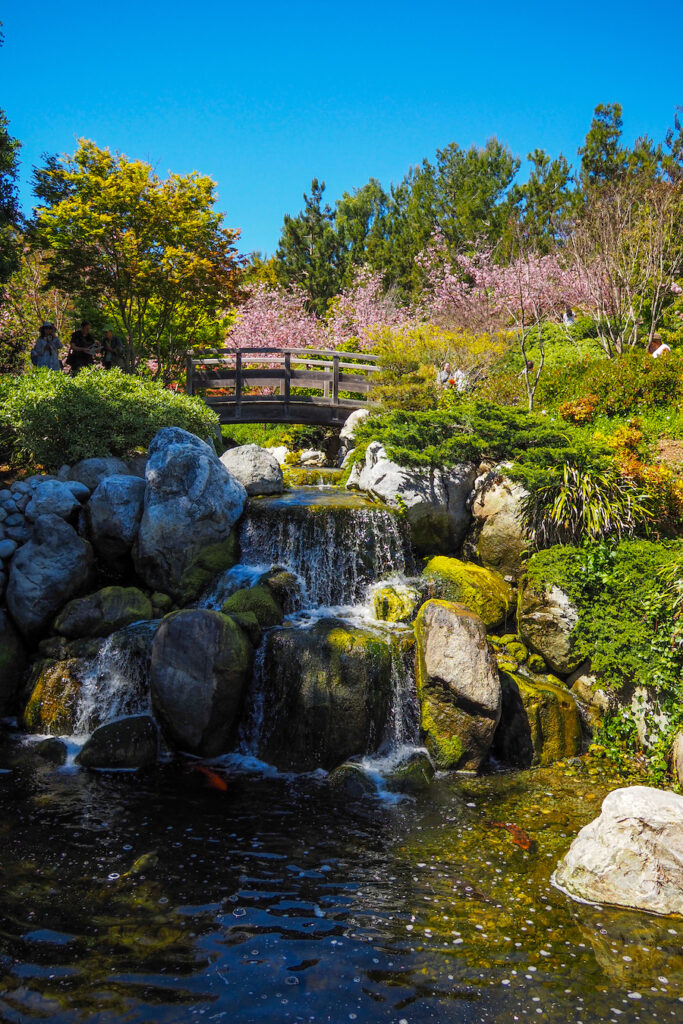 waterfall in the San Diego Japanese Friendship Garden with cherry blossoms in the distance