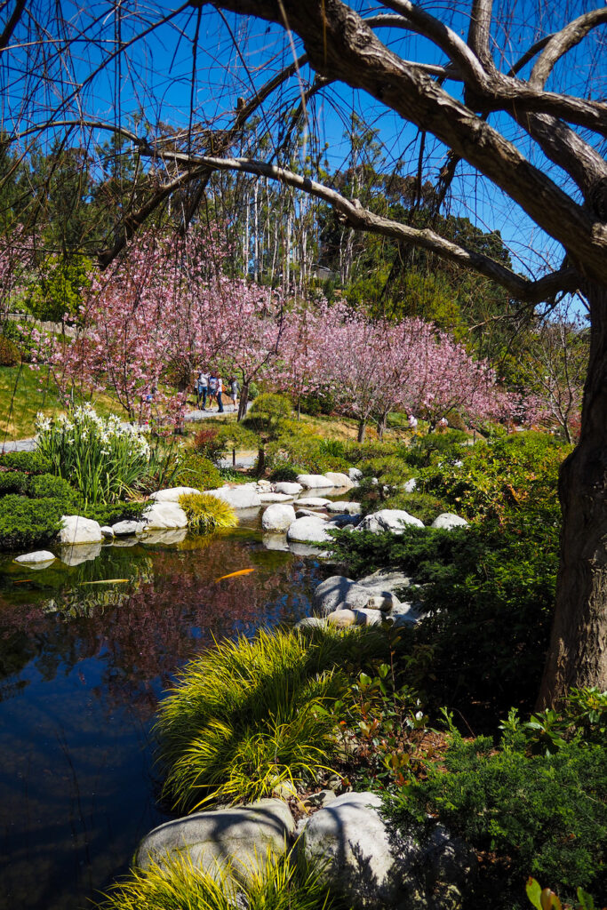 koi fish swimming in pond in the San Diego Japanese Friendship Garden with cherry blossoms in the distance