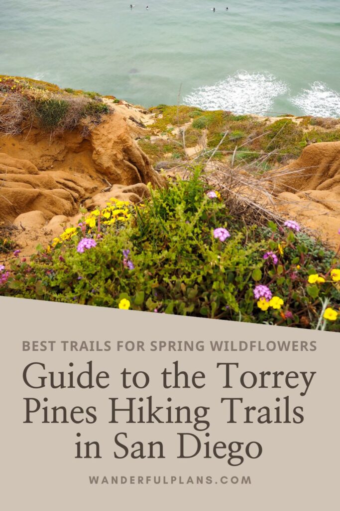 photos of torrey pines hiking trails with text that reads "Best trails for spring wildflowers: guide to the Torrey Pines Hiking Trails in San Diego"