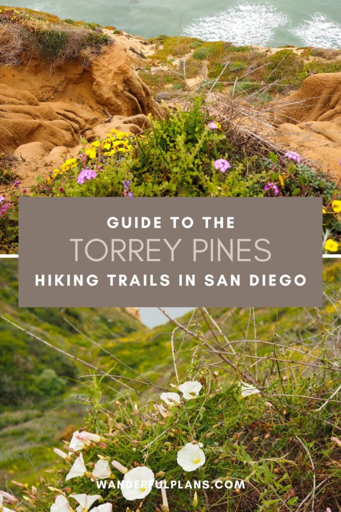 photos of torrey pines hiking trails with text that reads "guide to the Torrey Pines Hiking Trails in San Diego"