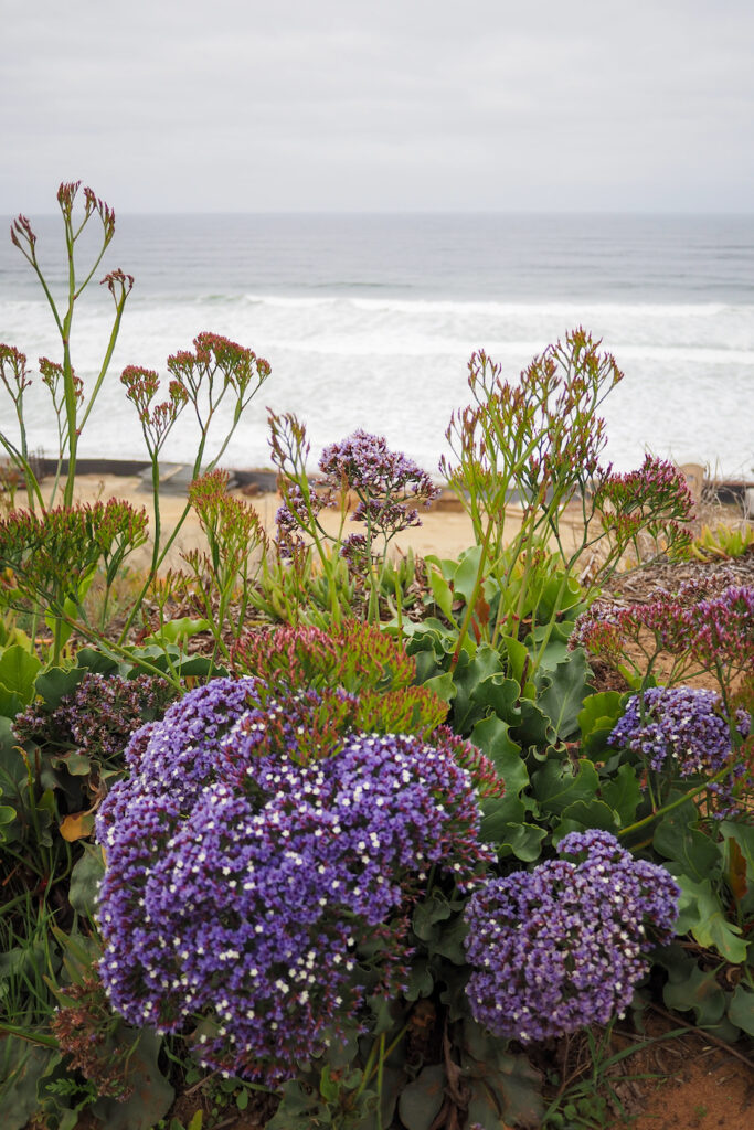 purple wildflowers by the beach