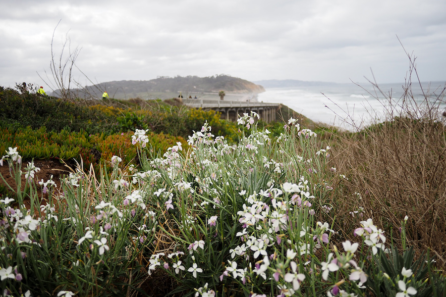 white wildflowers in front of a bridge 