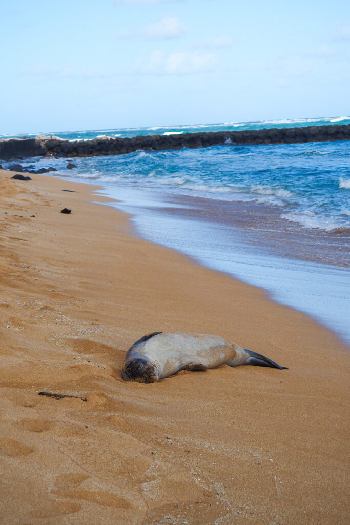 a seal resting in the sand at a beach in kauai