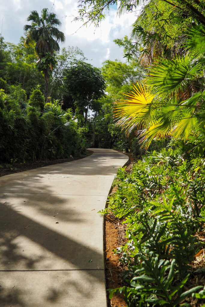 A curvy sidewalk path leading into a tropical garden with plants along the sides