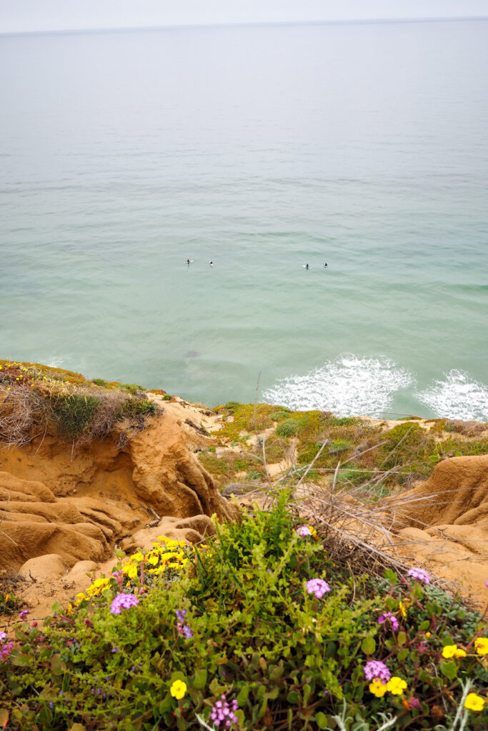 view from the torrey pines trail of the ocean and cliffs