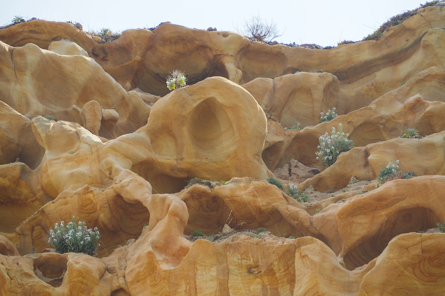 close up of the cliffs at torrey pines with flowers growing out of the side of the cliffs