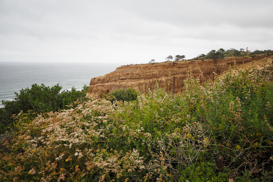 the razor point bluffs with wildflowers framing the image