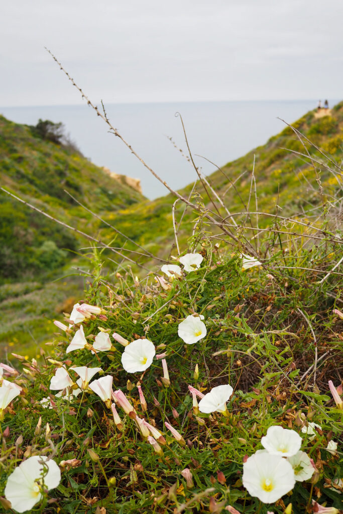 wild flowers on the torrey pines beach trail
