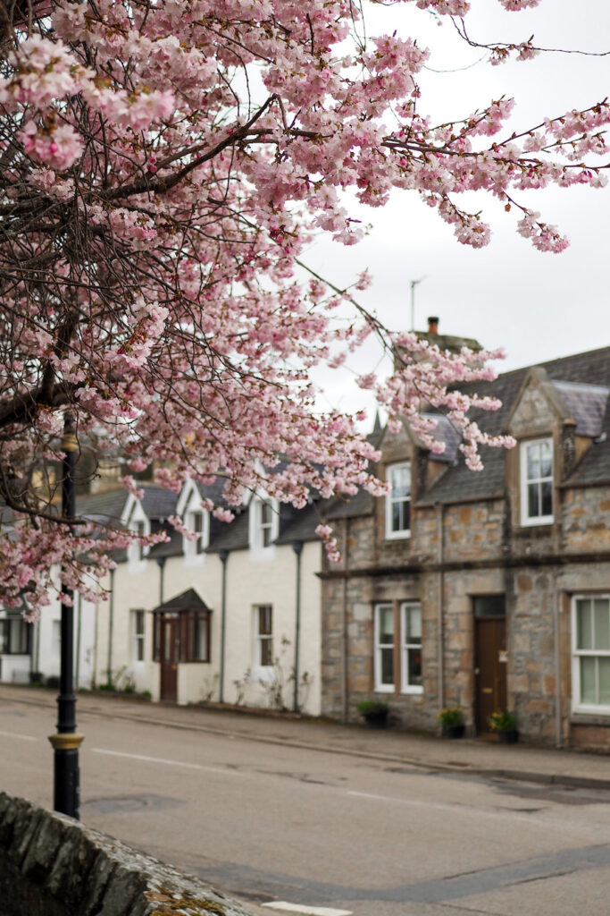 cherry blossom tree in front of buildings in dornoch