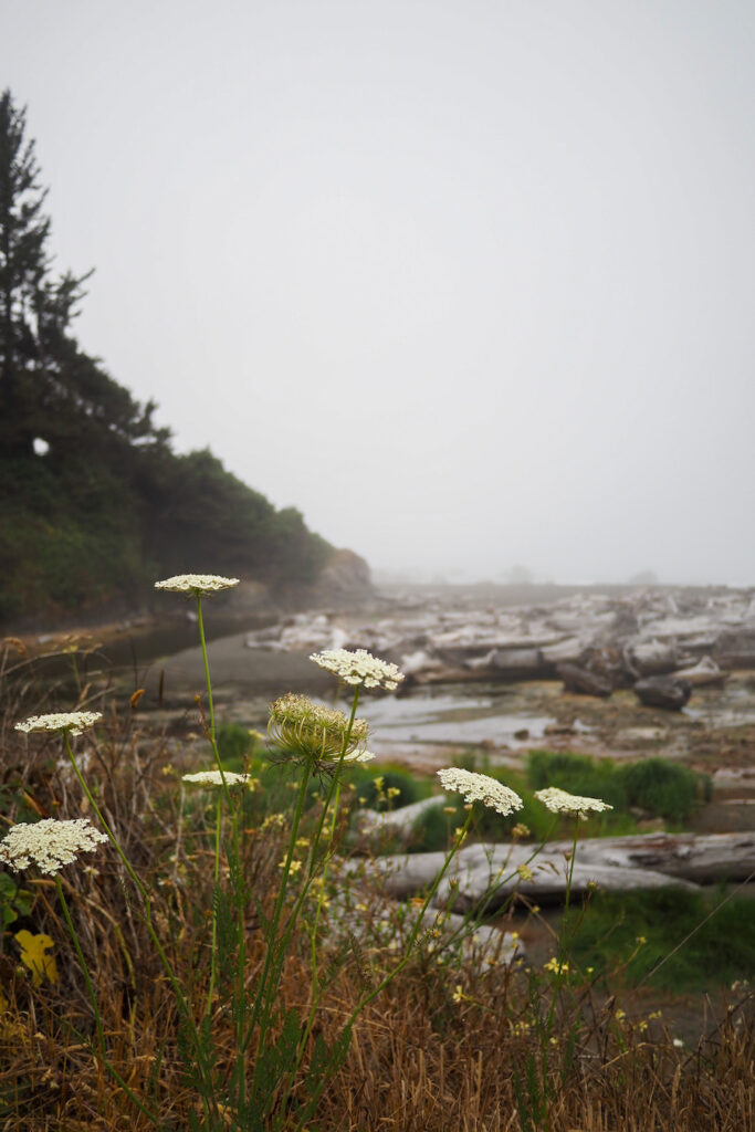 wildflowers framing a view of a moody coast that has driftwood scattered all over its beach