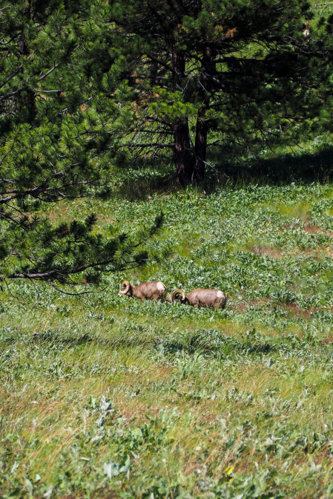 bighorn sheep in Wild Horse Island Montana