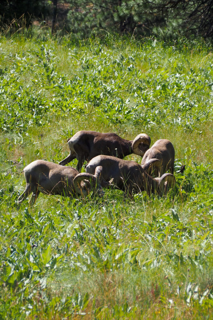 bighorn sheep in Wild Horse Island Montana