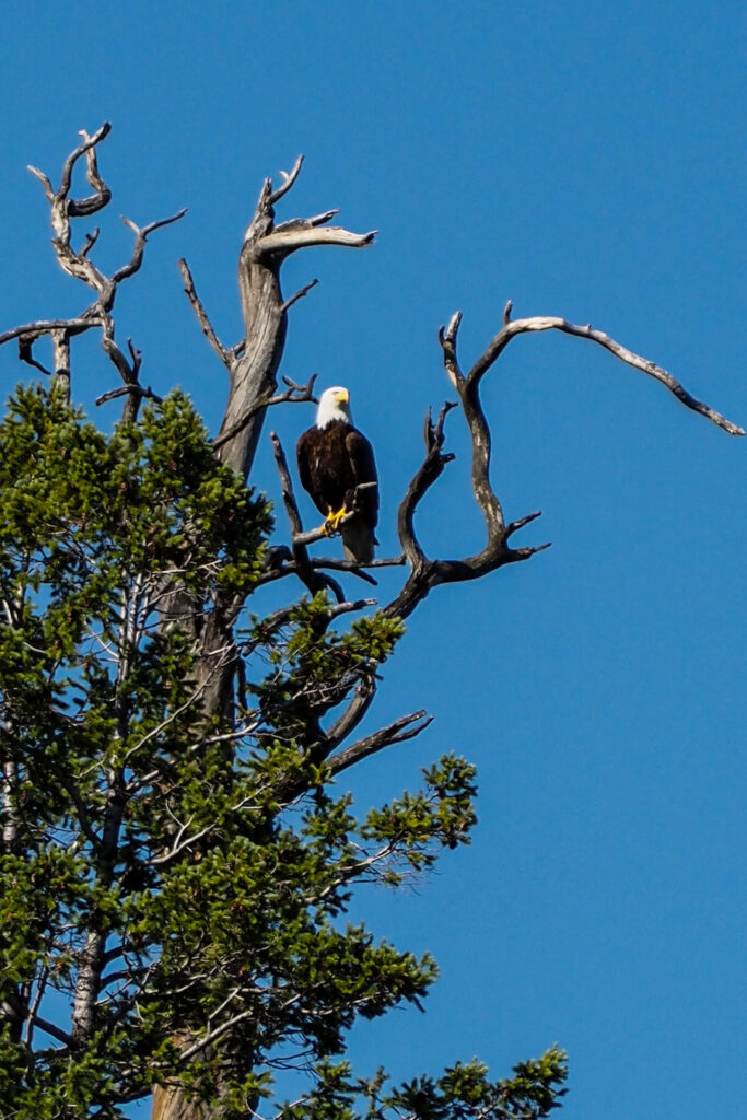 an eagle sitting atop a tree in Wild Horse Island Montana