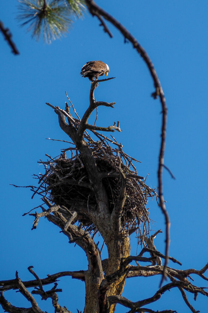 an eagle looking into its nest in Wild Horse Island Montana