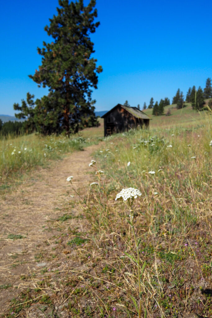 trail with wildflowers in Wild Horse Island Montana