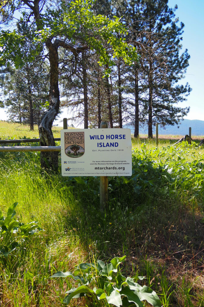 the orchard in Wild Horse Island Montana