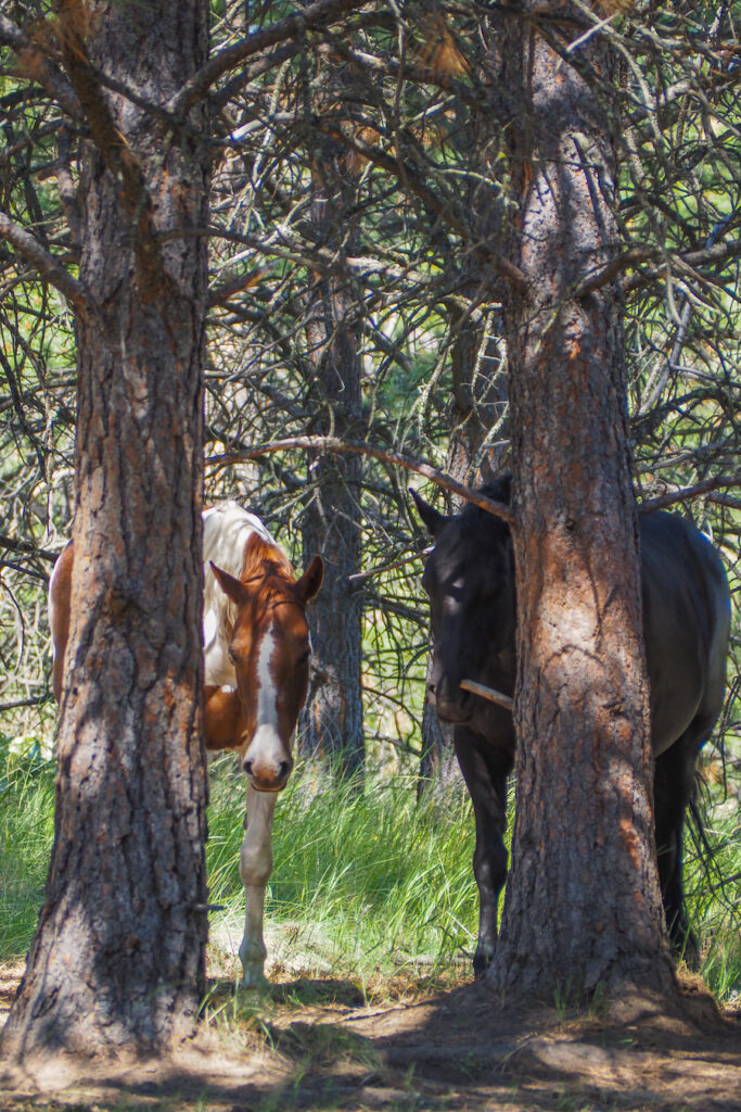 wild horses in a grove in Wild Horse Island Montana
