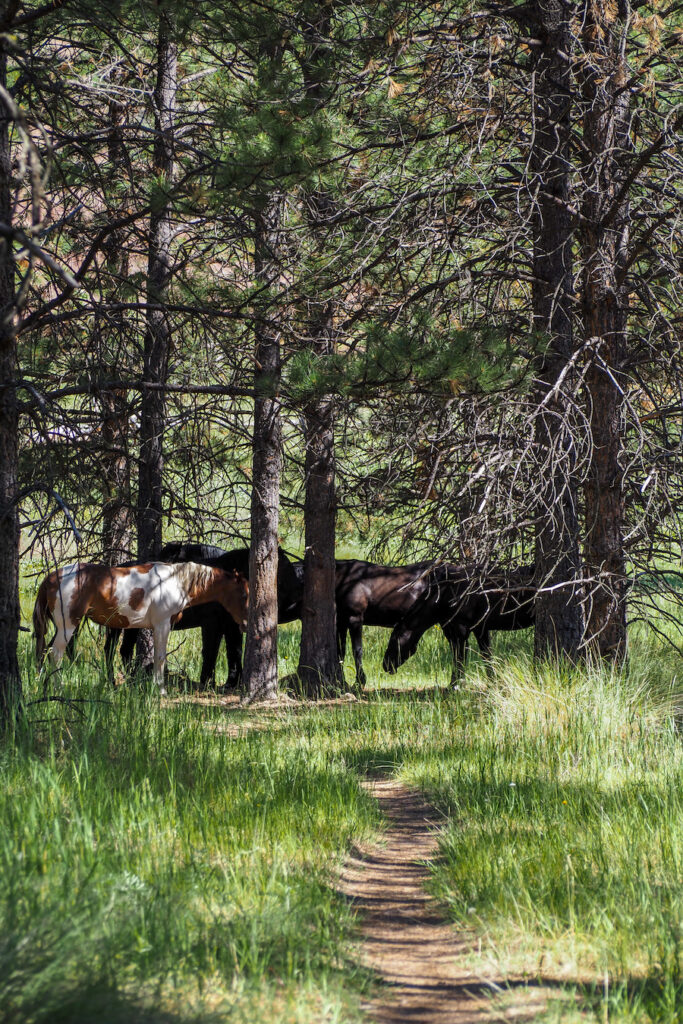 wild horses in Wild Horse Island Montana