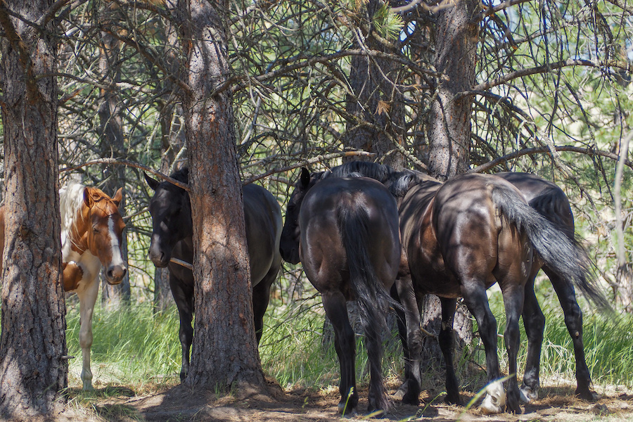 wild horses in Wild Horse Island Montana