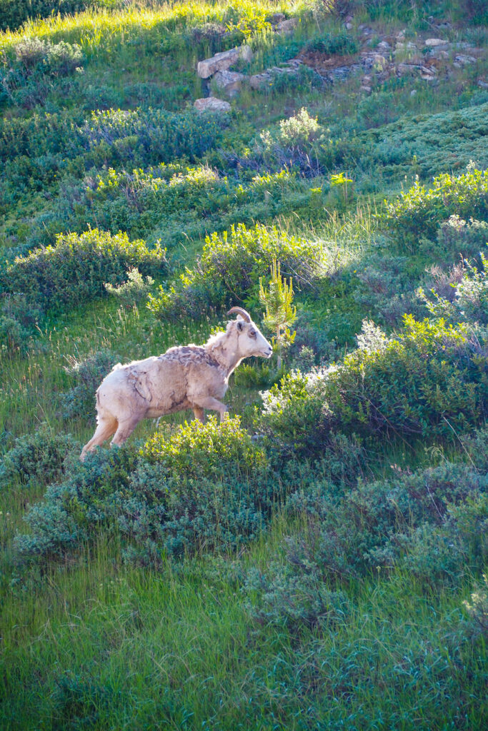 a bighorn sheep climbing a hill by the parking lot at Many Glacier Hotel