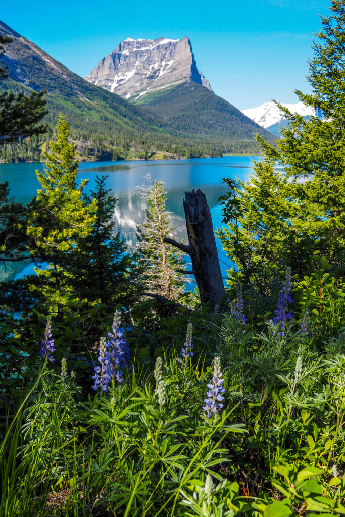 trees surrounding a lake with mountains in the background in Glacier National Park