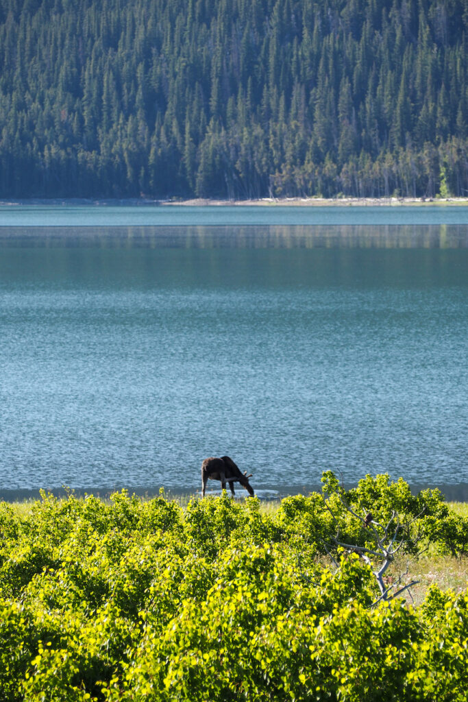 a moose drinking water from a lake in Glacier National Park