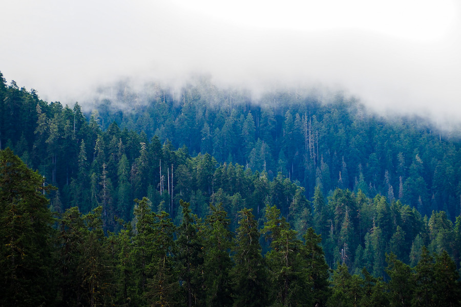 fog hanging over trees in a forest with the trees being different colors of green