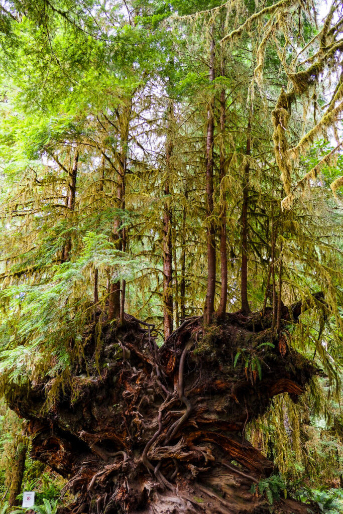 small trees growing out of another large, dead tree
