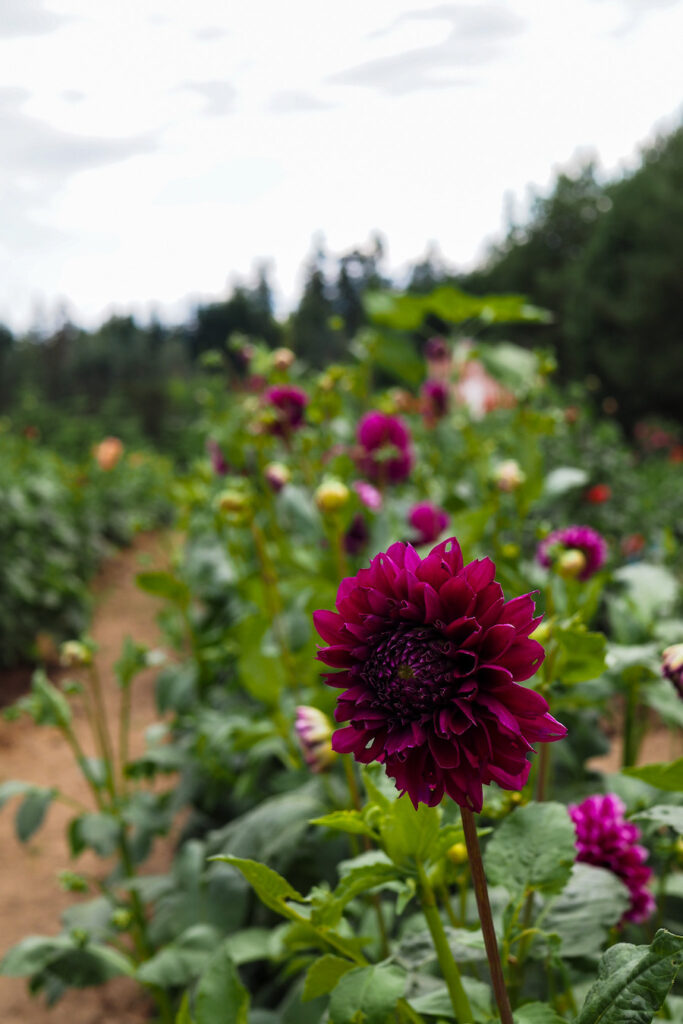 close up of a dahlia flower among a farm