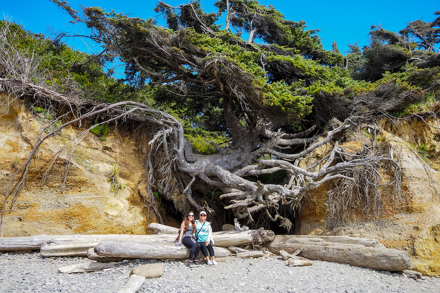 a large tree growing, seemingly in mid-air, between two bluffs on the beach