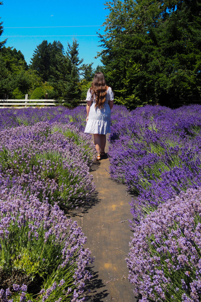a girl standing in a row of lavender at a lavender farm in oregon