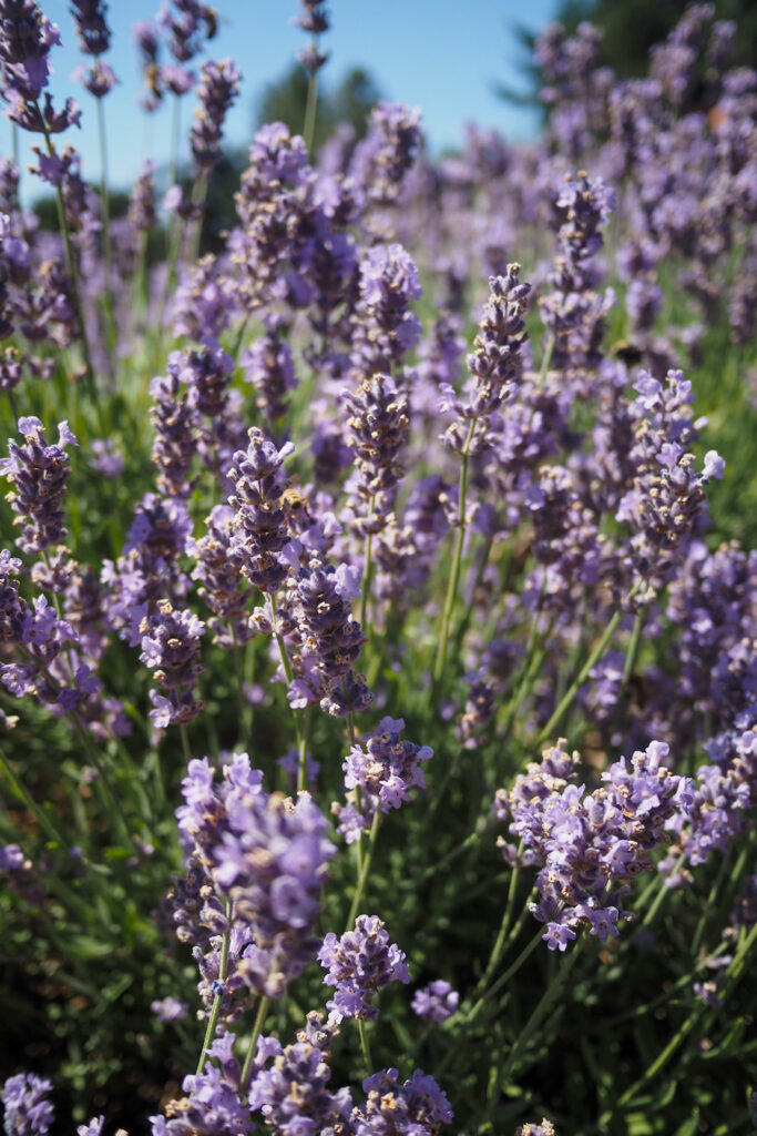 close up of lavender in a lavender farm near Portland oregon
