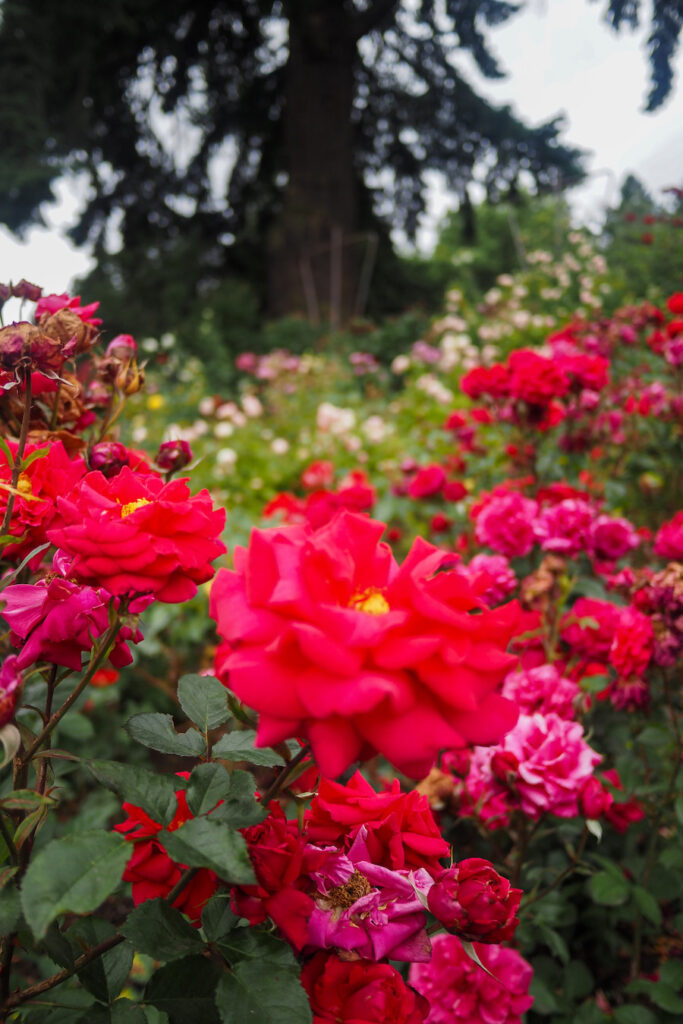 close up of roses in the international test rose garden in Portland