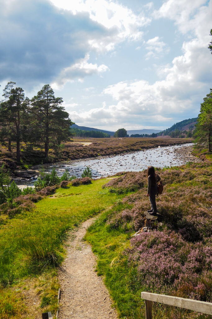 A person stands near a winding dirt path overlooking a river surrounded by green grass, purple heather, and pine trees under a cloudy sky in a scenic, hilly landscape.