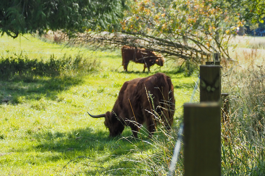 highland cows grazing in the grass behind a fence