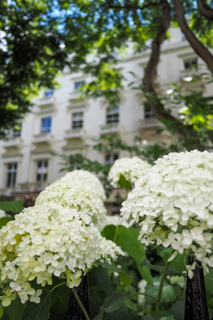 White hydrangea flowers in the foreground with green leaves, set against the backdrop of a white building and leafy trees on a sunny day.